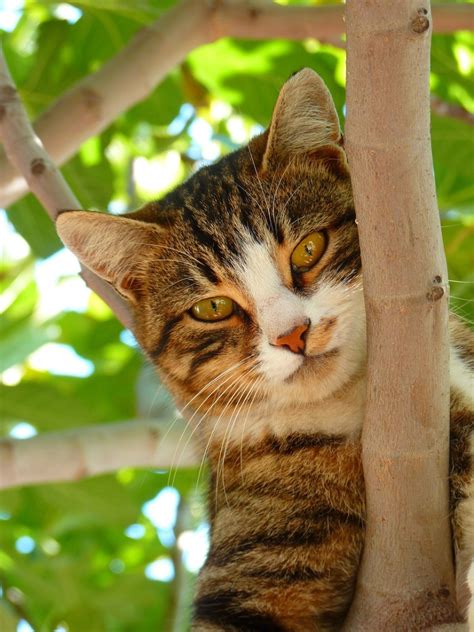 It's the one that takes care of the problem once and for all and ensures. How to Treat Cat Abscess at Home | PetHelpful