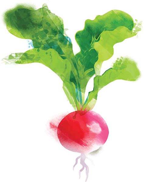 Royalty Free Radish Clip Art Vector Images And Illustrations Istock