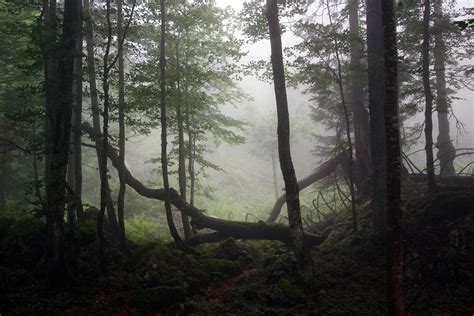 Mystical Forest Background By Burtn On Deviantart