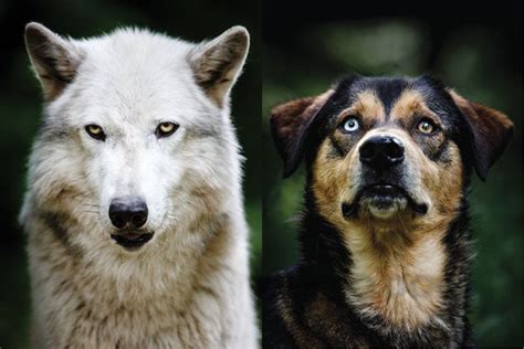 Why the scientific name for the dog is similar to that of the wolf? New Clues about the Evolution of Dogs - Scientific American
