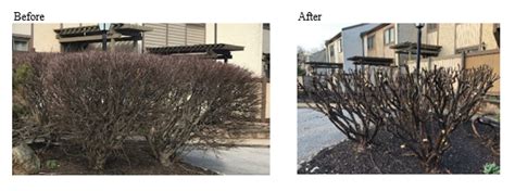 However, lilacs should be lightly pruned in early spring after they have finished blooming. How Dormant Pruning Can Save Your Landscape and Budget ...