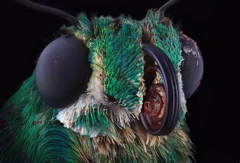 See Mesmerising Macro Photos Of Everyday Insects Time