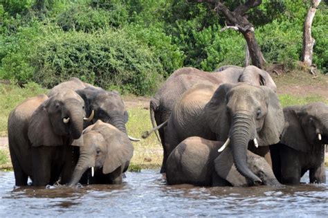 The elephant in the room is an american phrase with murky origins, the first reference being in 1935 to mean something obvious and incongruous. Elephant Hunting Is Back In Botswana: The Poaching ...