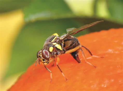 Oriental Fruit Fly Image Eurekalert Science News Releases