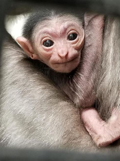 Endangered Gibbon Born At Assiniboine Park Zoo Baby