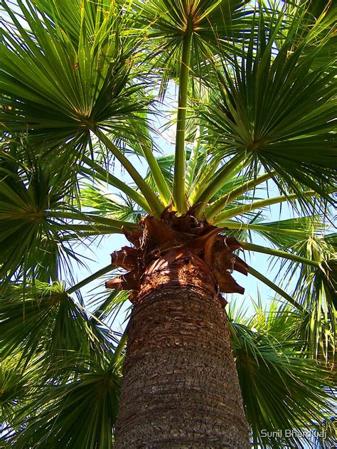 California Fan Palm Tree By Sunil Bhardwaj Redbubble