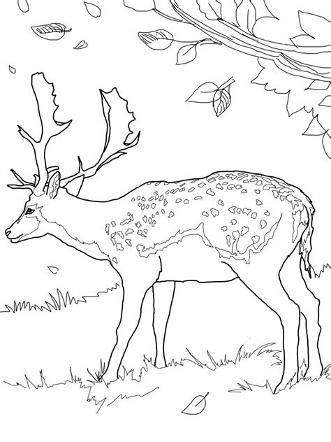 Drawing Deer 2579 Animals Printable Coloring Pages