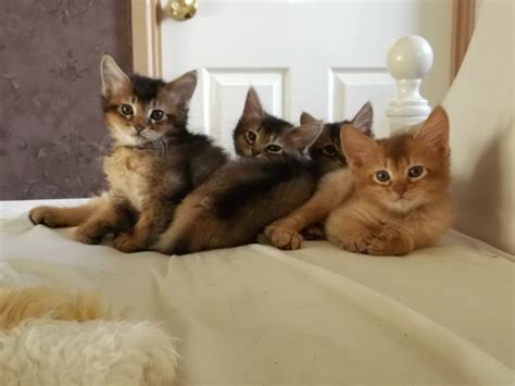Jiji.com.gh more than 19 cats & kittens are waiting for you buy your future friend today ▷ prices are starting from gh₵ 20 in ghana. Somali Kittens for sale | Birmingham, West Midlands ...