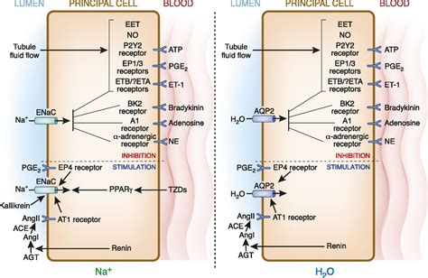 Collecting Duct Principal Cell Transport Processes And Their Regulation
