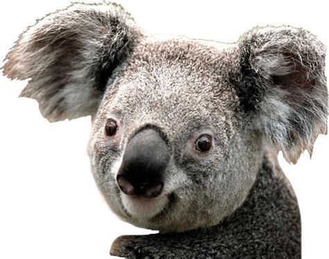 Koala Bear Decal Mural Animal Decals Primedecals