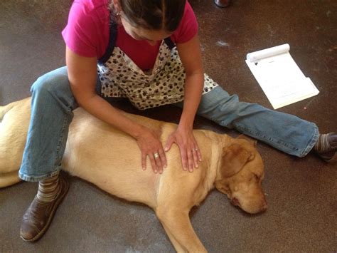 Black Dog Rehab Canine Rehabilitation Therapy Livingston Montana