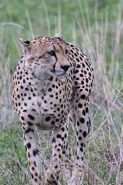 Gepard Foto And Bild Tiere Wildlife Säugetiere Bilder Auf Fotocommunity
