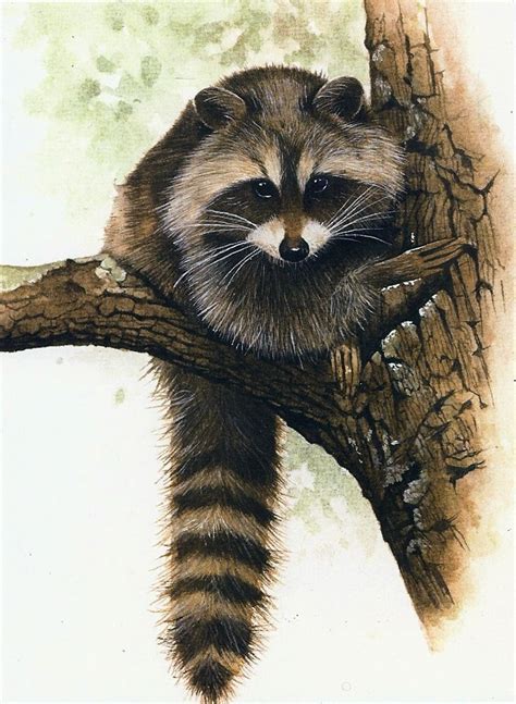 Raccoon Illustration Animal Illustration Raccoon Art