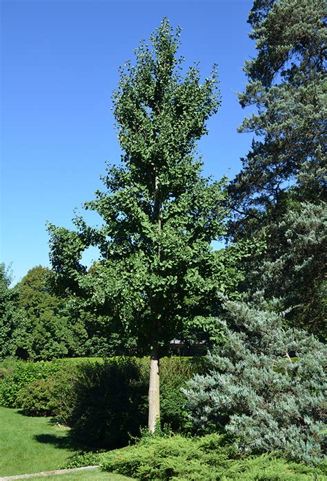 Ginkgo biloba is the only living member of a group of gymnosperms that date back over 270 million years ago, to the permian period. UFEI - SelecTree: A Tree Selection Guide