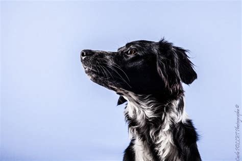 Chien De Profil Dog Profile Canine Dogs Profile Animaux Pet Dogs