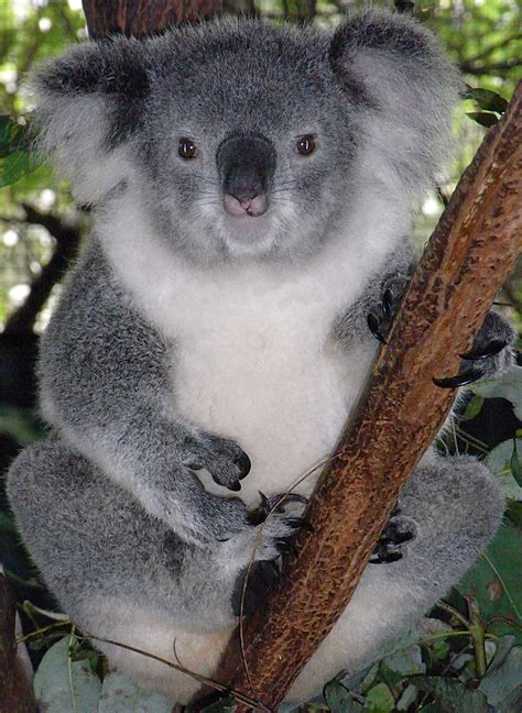 Filefriendly Female Koala