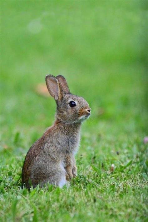 Joyous Rabbit Rabbitlove Animales Animaux Mignons Animaux Amusants