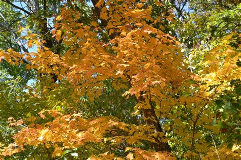 Peak Fall Colors Will Start Arriving Soon In Iowa Landscapes
