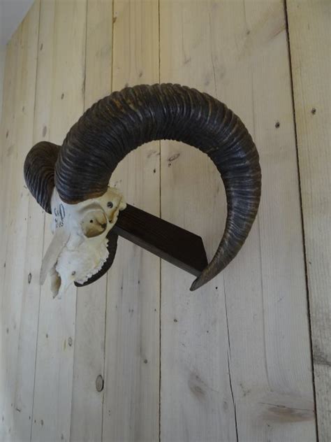 Mouflon Trophy On Custom Wall Plinth Ovis Musimon Catawiki