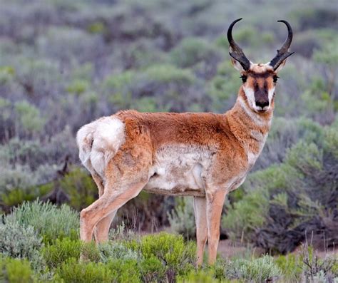 Oregon Man Arrested For Intentionally Running Down 6 Pronghorn Antelope