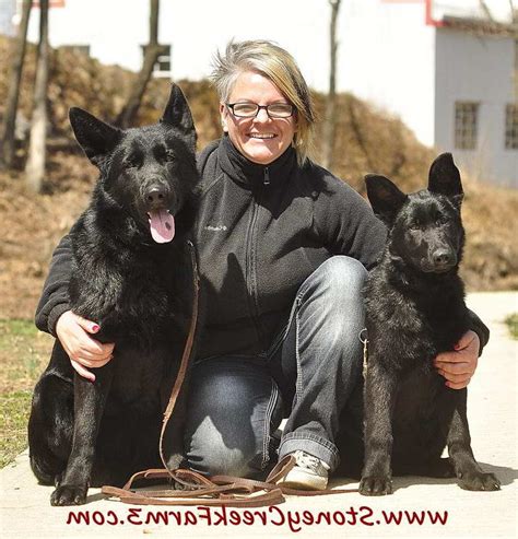 Black German Shepherd Puppies Colorado Petsidi