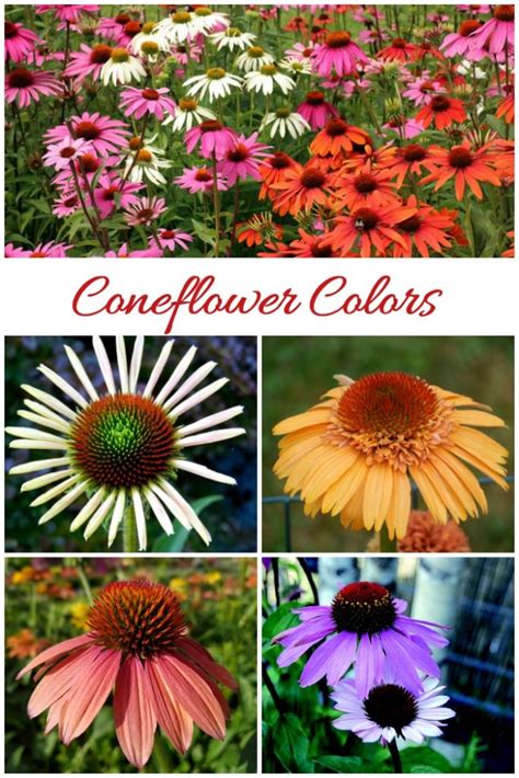 Growing Echinacea How To Care For Purple Coneflowers