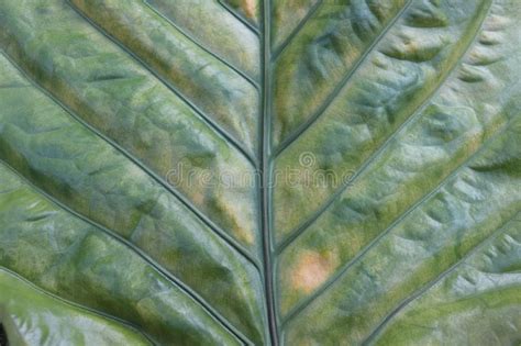 Broad Tropical Plants Leaves Anthurium Leaf Stock Image