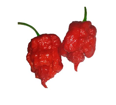 In 2017, guinness world records declared it the hottest chili pepper in the world, surpassing the previous record holder, the trinidad scorpion butch t. Carolina Reaper 100 Seeds - Bulk - Sandia Seed Company