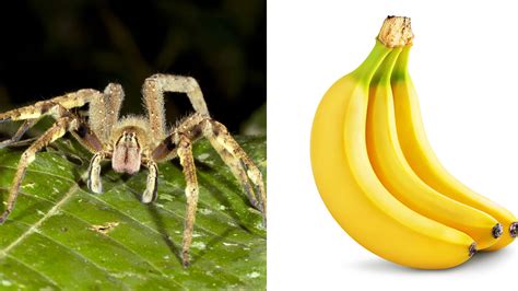Bizarre Deadly Spider Found In Grocery Store Bananas Abc7 Chicago