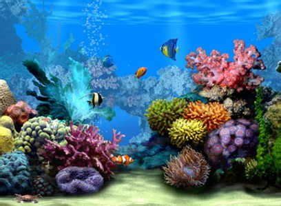 Es un increíble fondo de pantalla 3d que le ofrece una gran variedad de fondos de pantalla en vivo interesantes y sorprendentes. Fondos de pantalla para pc de peceras Acuario de pantalla ...