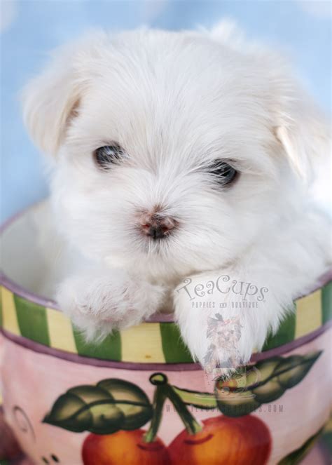 The maltese is an adorable small breed toy dog, often inappropriately called a teacup puppy. Maltese Puppies For Sale in Miami / Fort Lauderdale FL ...