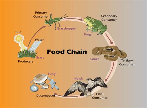 Ecosystem Food Chain Diagram