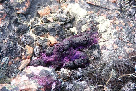 The Blog Bog Of The Tundra Purple Poo