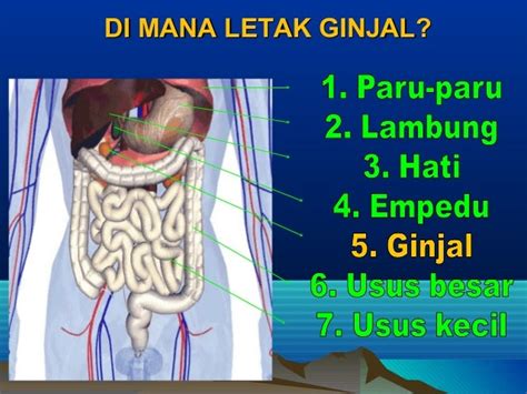 Sistem Ekskresi Pada Manusia Ipa Kelas Ix Smp