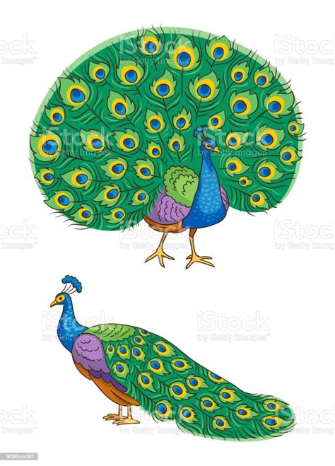 bright peacock vector illustration stock illustration download image now peacock walking
