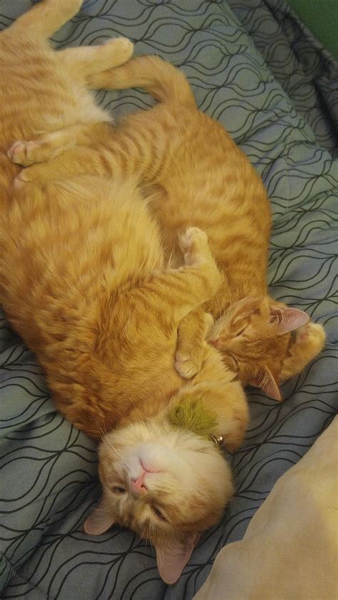 Check out our cat proof selection for the very best in unique or custom, handmade pieces from our shops. My Foster Fail Puff with her blind foster Nibbs https ...