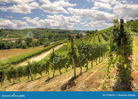 Hills And Vineyards Of Piedmont Stock Image Image Of Rural Place