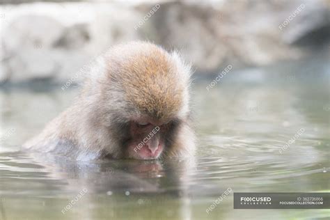 Lindo Mono Tomando Baño En Estanque — Mamíferos Vida Silvestre Stock