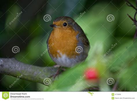 Robin Stock Photo Image Of Small Tiny Endangered Robins 4770500