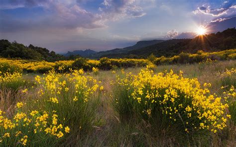 Wallpaper Nature Landscape Meadow Yellow Flowers Grass Sunset