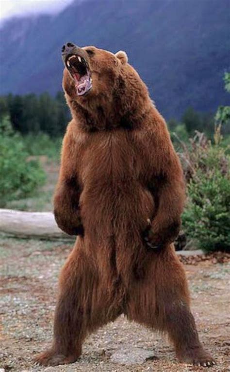 Kodiak Bear Ursus Arctos Middendorffi Threat Display Standing Fully