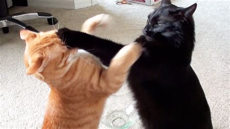 Epic Cat Fight Compilation Youtube