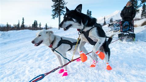 What Is A Musher In Dog Sledding