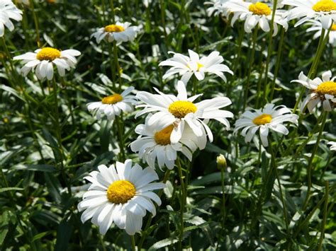 Oxeye Daisy Control Managing Oxeye Daisy Perennials