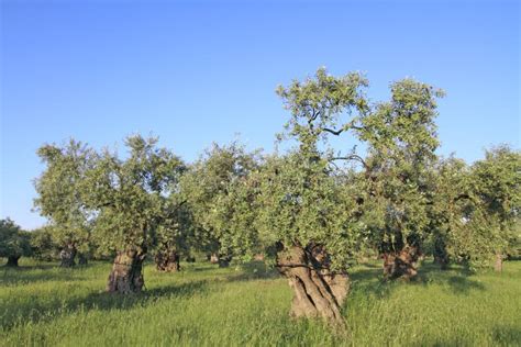 Olive Grove In Greece Stock Photo Image Of Plant Land 31381680