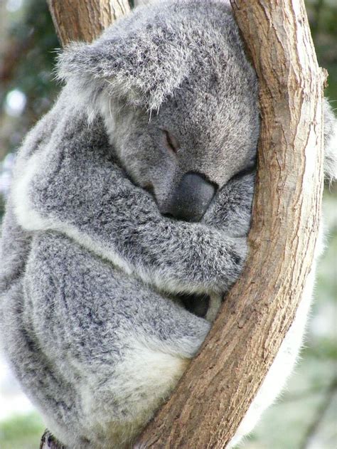 Hd Wallpaper Gray Koala Sleeping On Tree Photography Australian