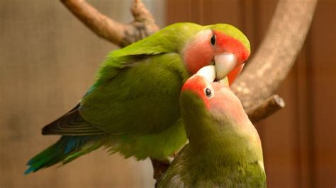 Love Birds Beautiful Colors And Affectionate Behavior Nature Blog