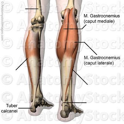 Front leg musclevtendon / front leg musclevtendon. Anatomy Stock Images | Lower leg
