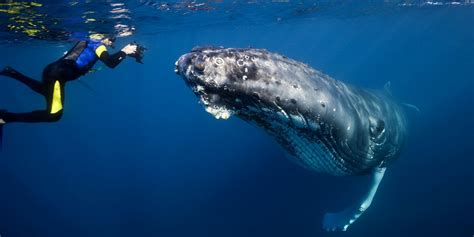 imax humpback whales movie photos