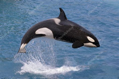 Killer Whale Jumping Out Of Water Stock Photo By ©christian 82088864